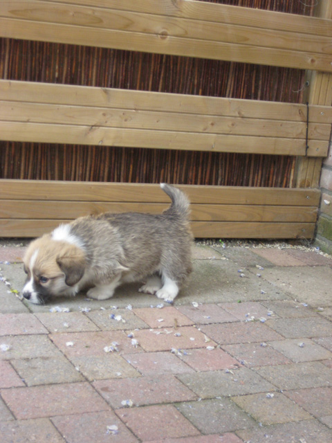 pup